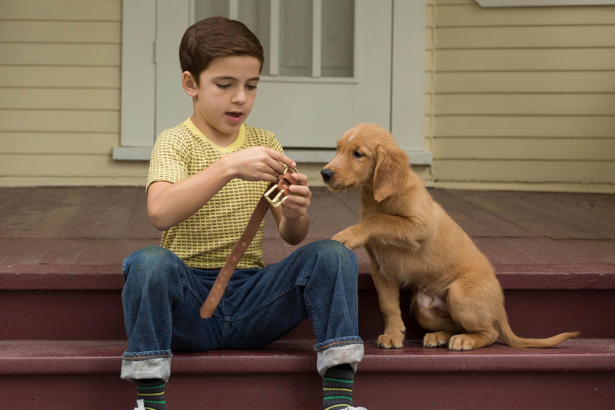 Good Boy! But what about the movie?: 'A Dog's Purpose' - Cooglife